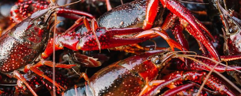 一畝小龍蝦一年賺多少